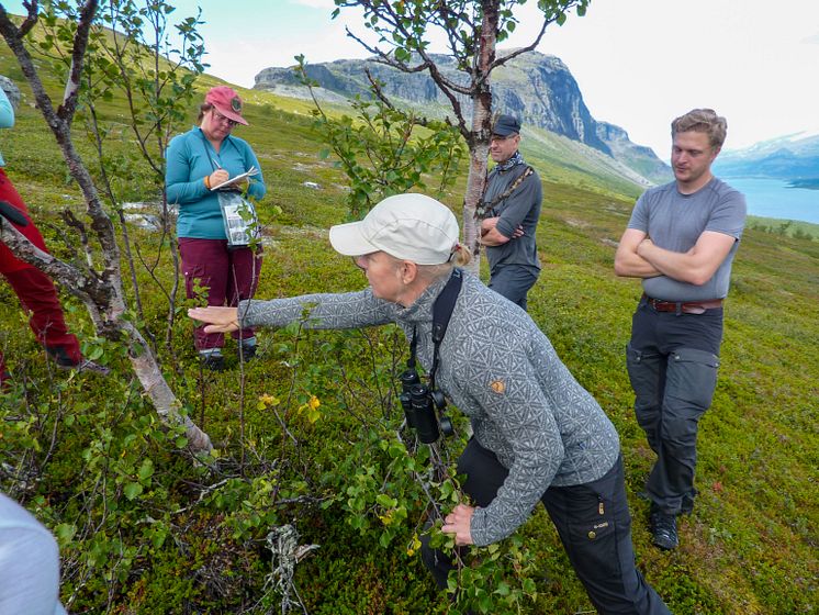 Fjällbjörk