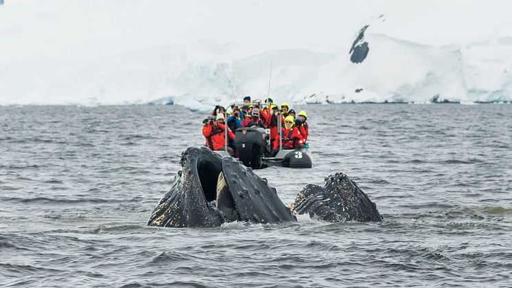 enderboat_and_whale_Antarctica_Credit_Hurtigruten Expeditions and Karsten Bidstrup