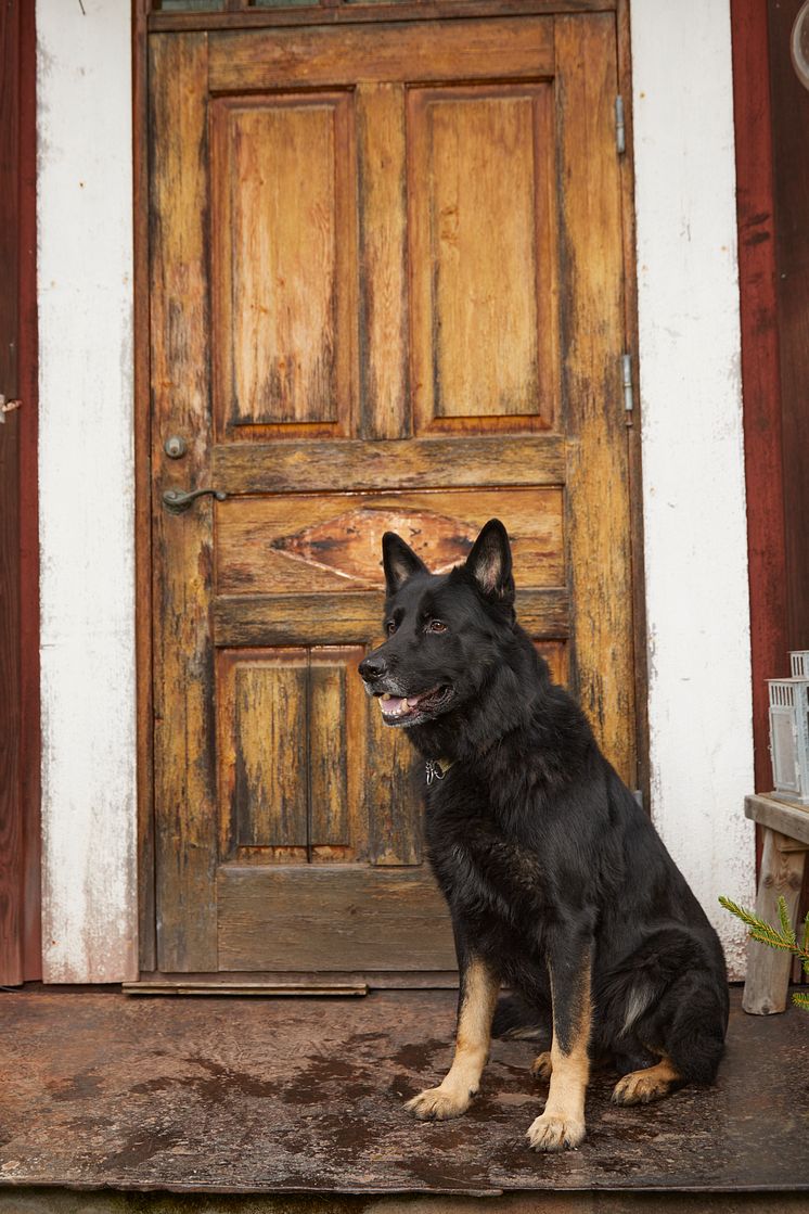 Årets Bragdhund 2024 Spårmarkens Otiz Fotograf Tord Saxin -6.jpg