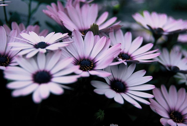 Stjärnöga Osteospermum ecklonis Serenity Lavender Frost