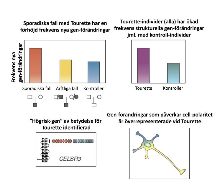 Genförändringar vid Tourettes syndrom