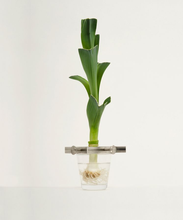 Regrow – design Madeleine Nelson