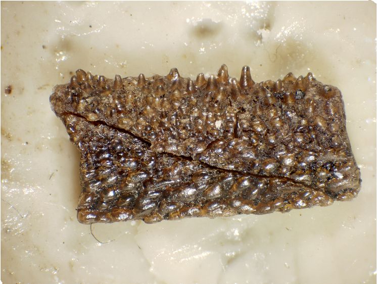 Fiskfossilet Andreolepis från Gotland