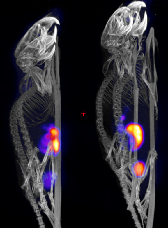 PET/CT-bild av möss med tumörupptag av Fluor-18.png