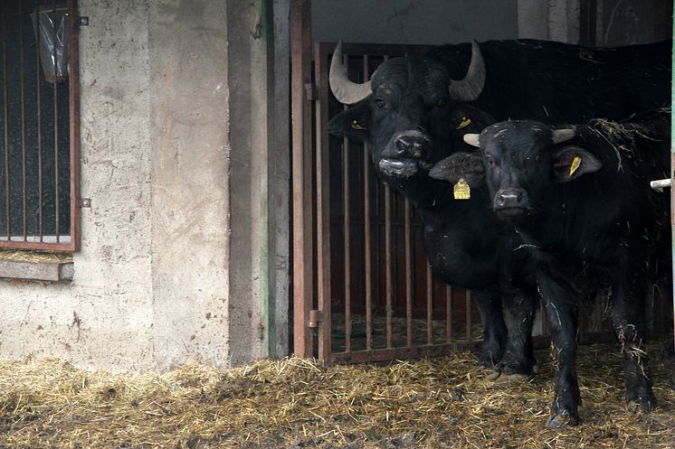 Weihnachten im Stall auf dem Klostergut Mößlitz: Bärenherz erhält beeindruckende Spende