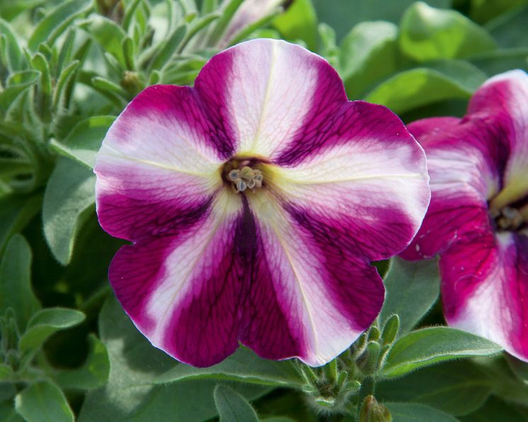 Petunia Swirl