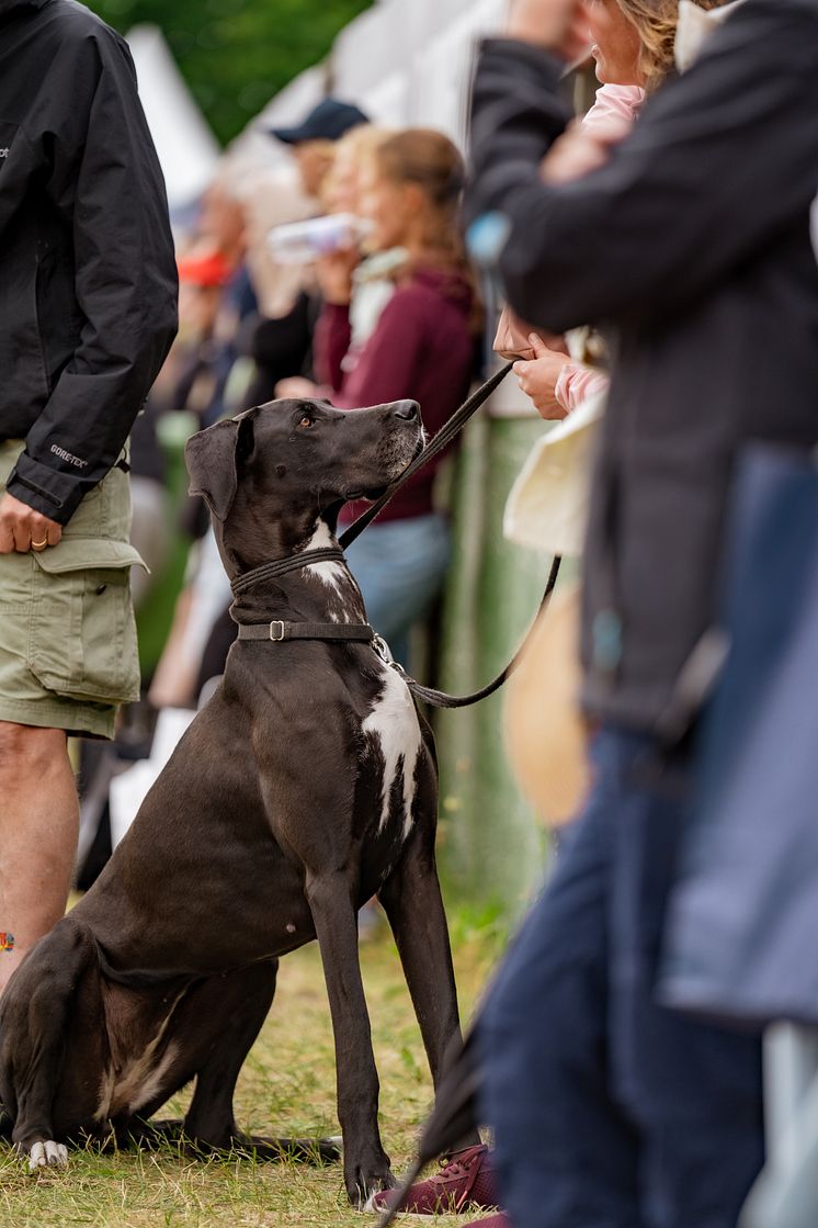 Hund Falsterbo Horse Show