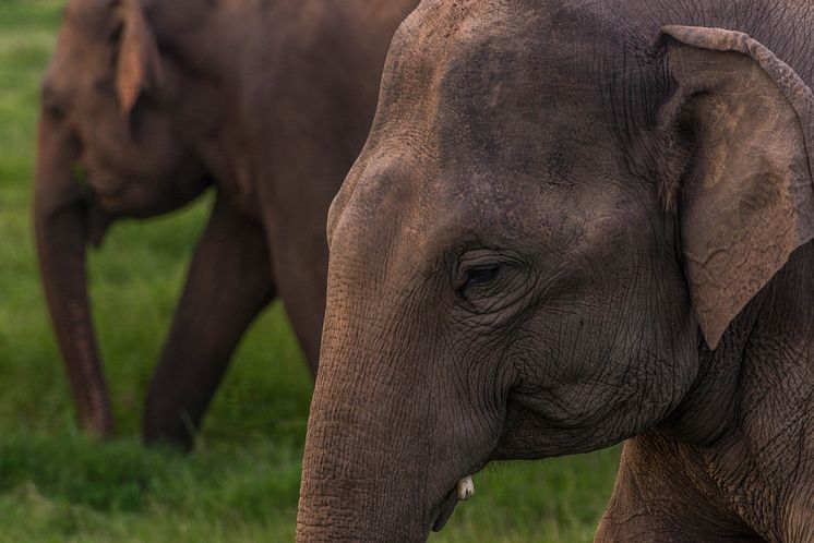 Sri Lanka