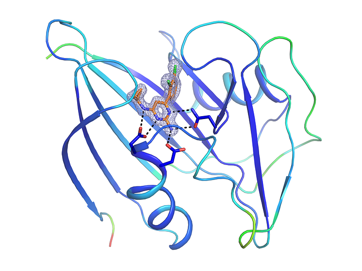  Bild på strukturen av MTHI och dess interaktion med inhibitorn TH588