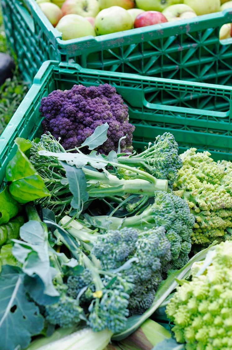 Økologisk kål i mange farger. Foto: Kaarina Borud