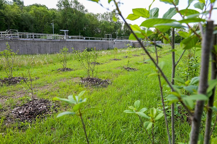 Veolia_Biodiversität Kläranlage Bad Münder_Heckenanpflanzung_Foto H. Rebsch