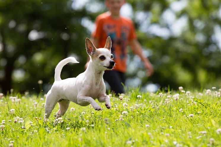 Barn leker med chihuahua