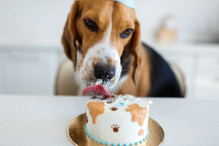Hundebursdag.jpg