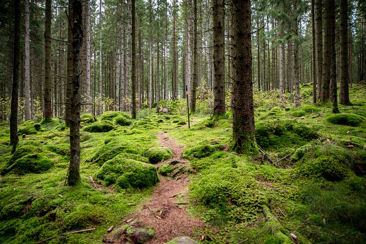 Vandrigsstig Östdanmark