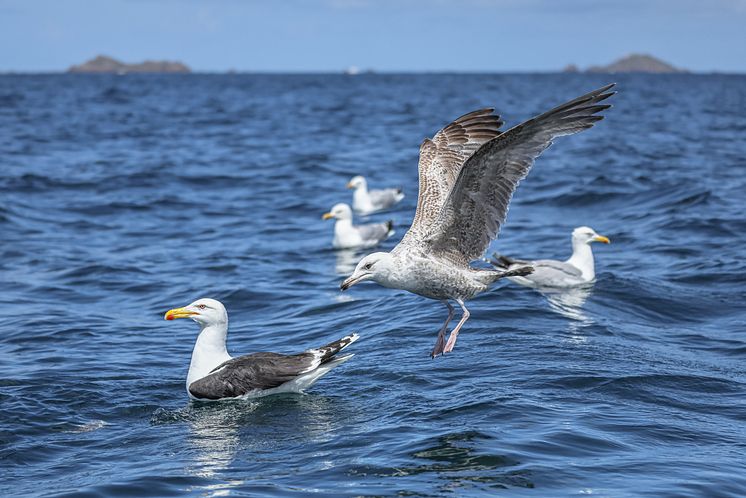 Canon_EOS R5 MKII_Sample_Wildlife_Robert Marc Lehmann_15[1].jpg