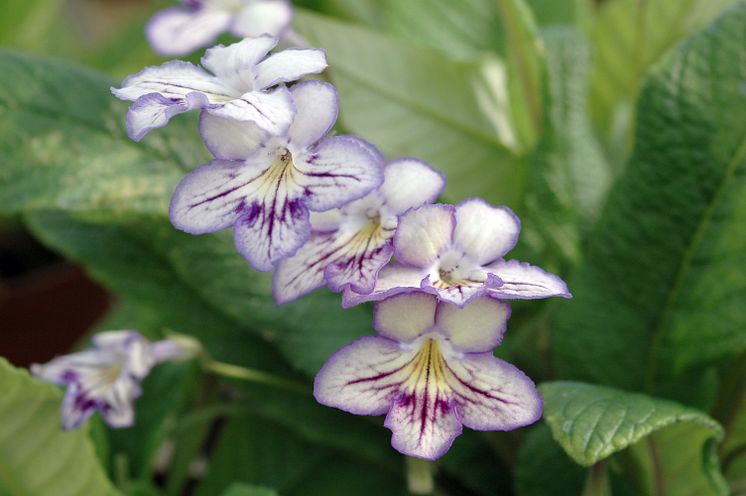 Streptocarpus Serene