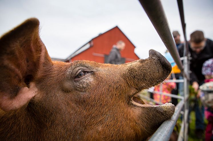 Hälsa på olika lantdjur