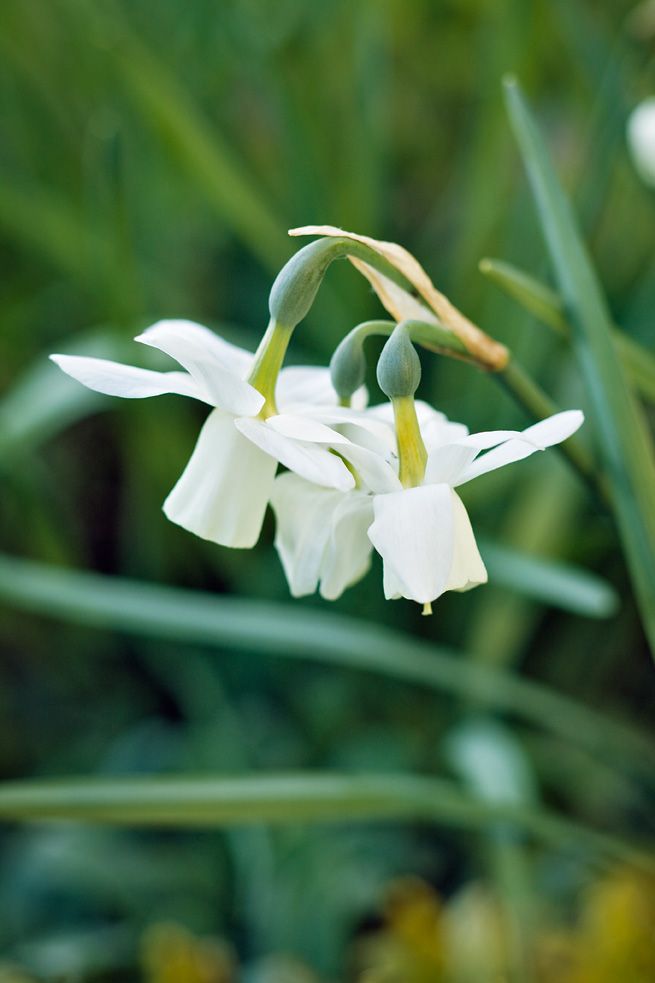 Orkidénarciss, Narcissus (Triandrus-Gruppen) 'Ice Wings'