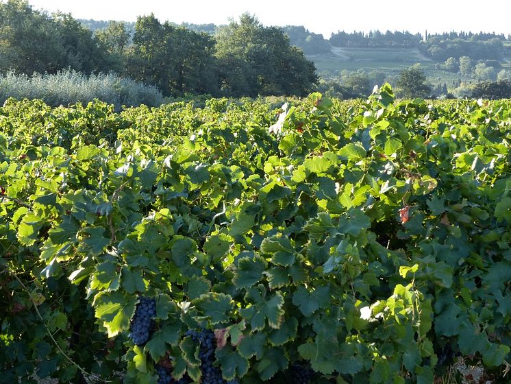 Early morning, Cave de Cairannes Vineyard 