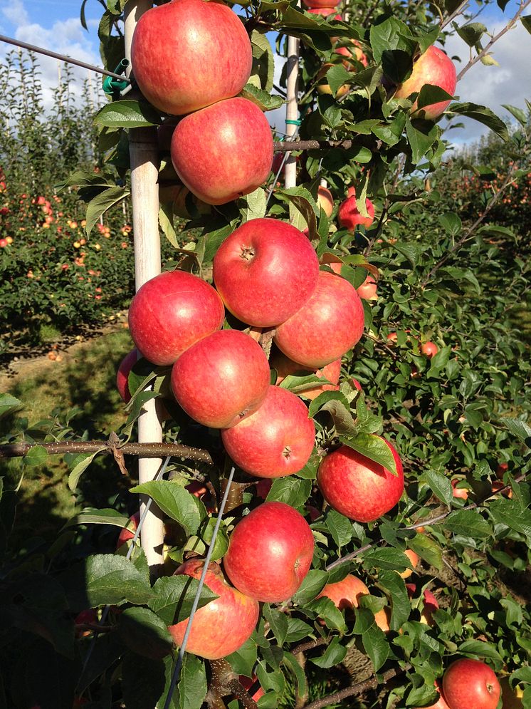 Äpplet Frida – ett smakrikt svenskt äpple. 