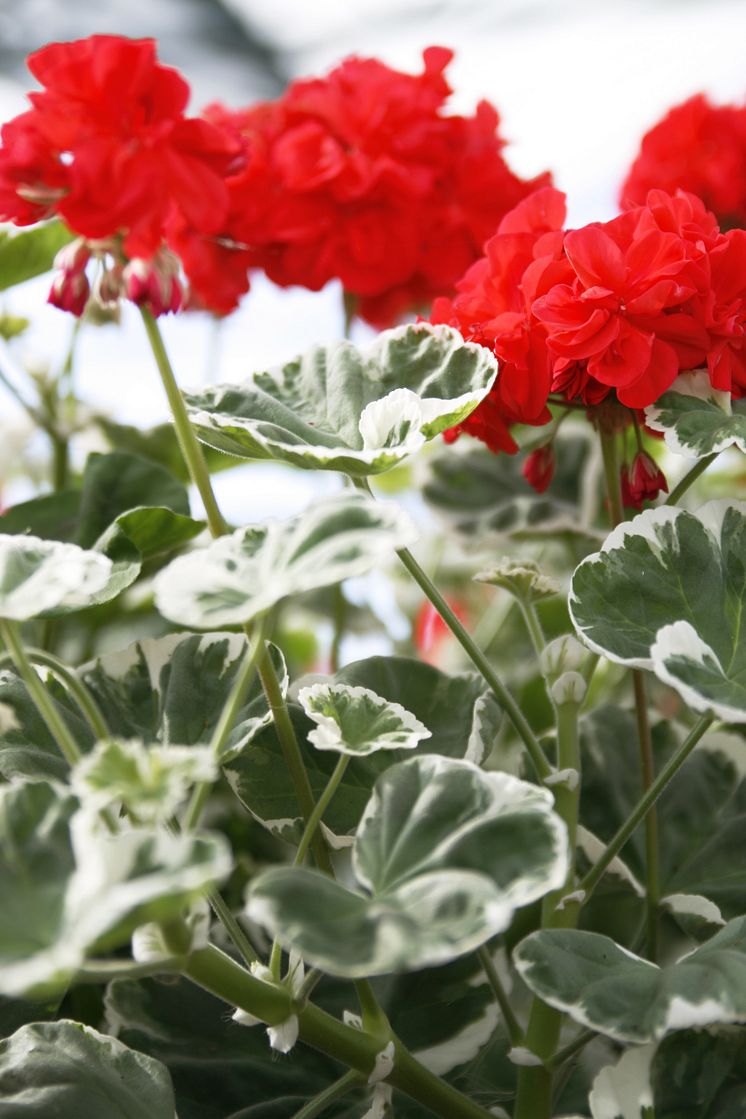 Årets Pelargon 2009 - Pelargonium ’Wilhelm Languth’