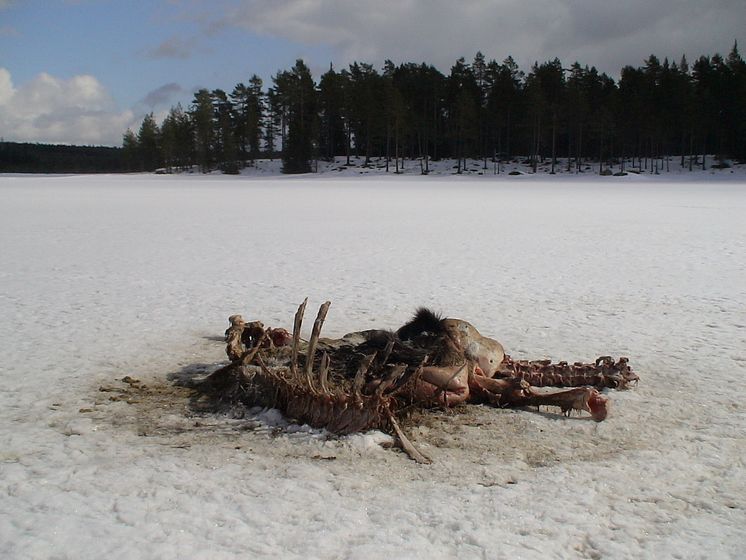 Grensevilt –svensk-norskt projekt om viltförvaltning 