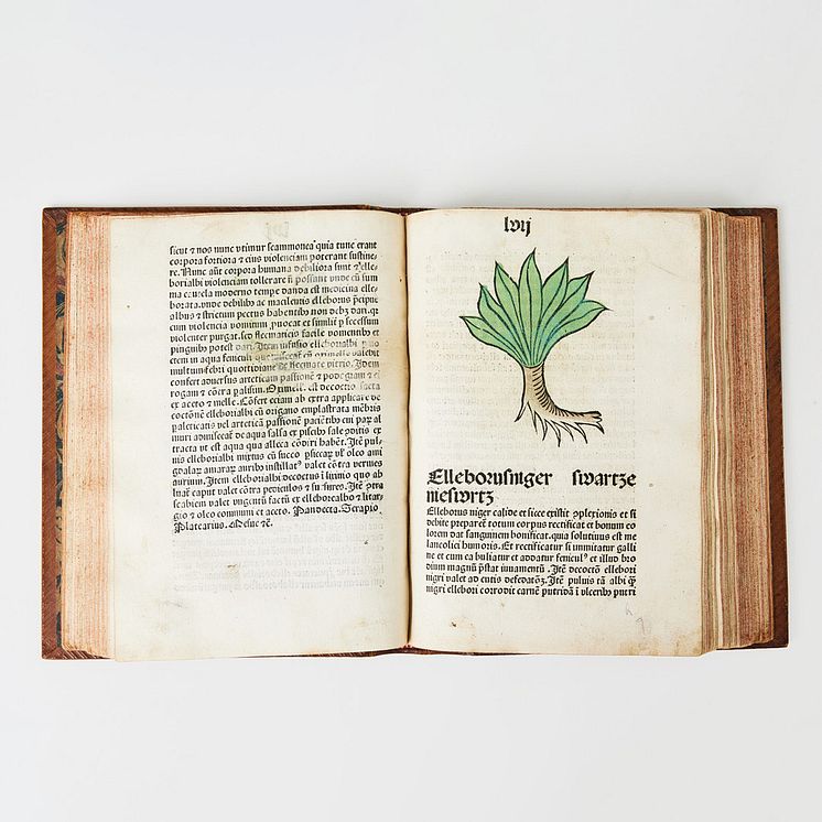 Herbarius Patavie – flora från Passau