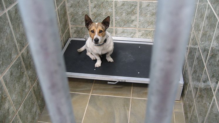 Upphittad Jack russell i dog pound på Irland, avlivas efter 5 dagar