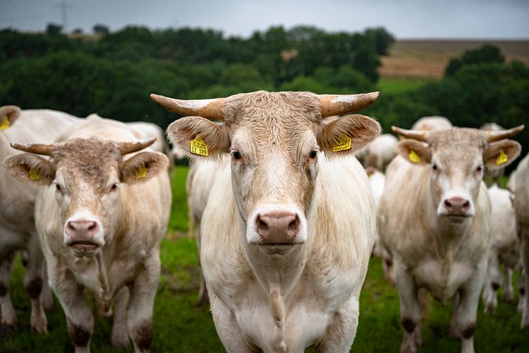 Bessere Tierhaltung. Kühe auf der Weide_Forum Moderne Landwirtschaft