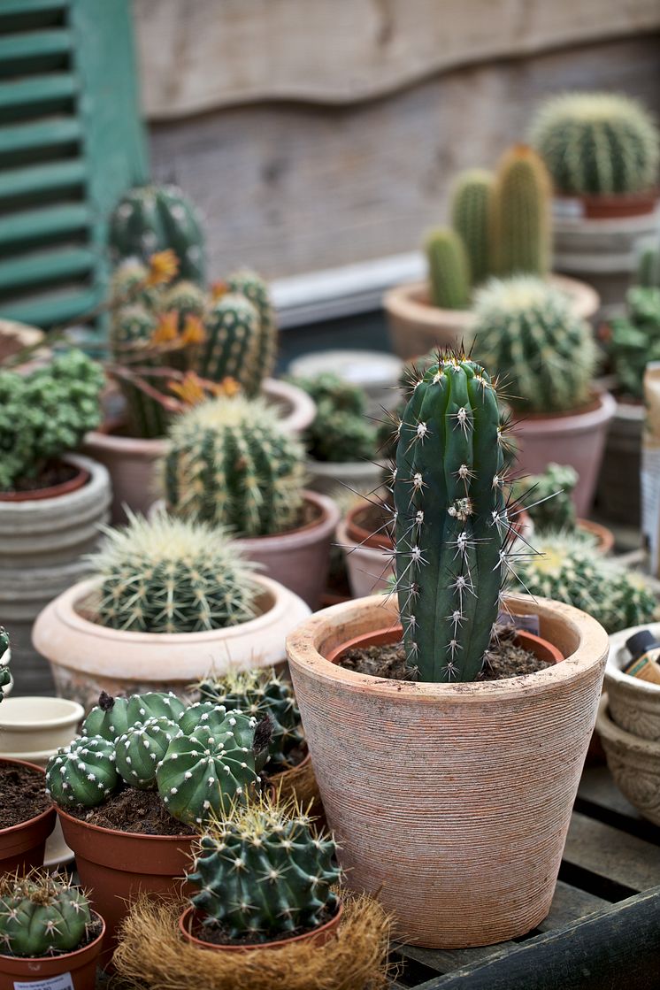 Kaktusar i olika storlekar 