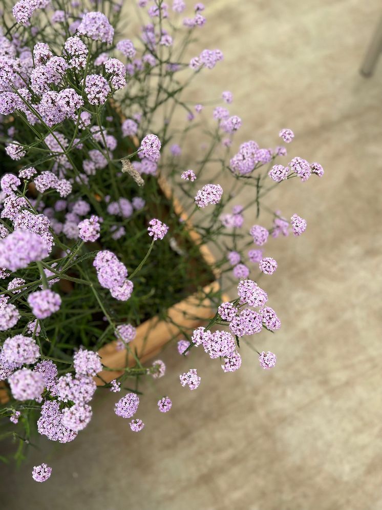 Verbena bonariensis Royal Dreams_2024