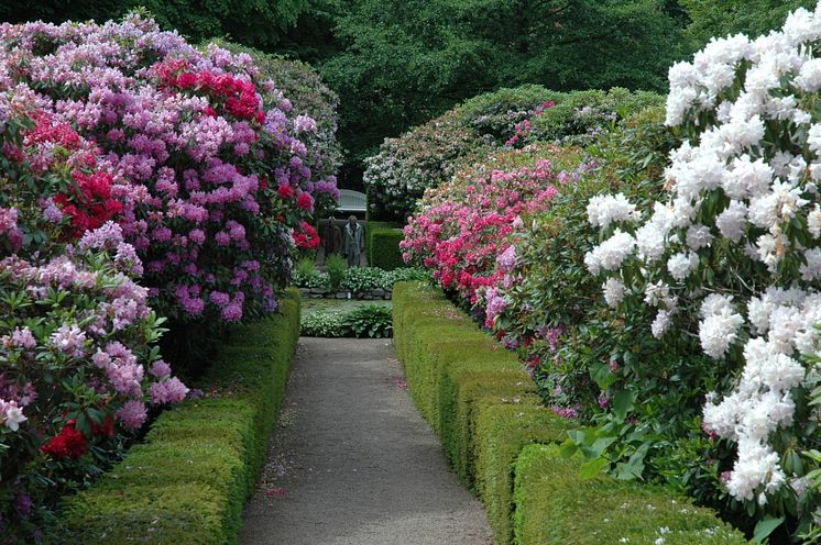 Rhododendron 