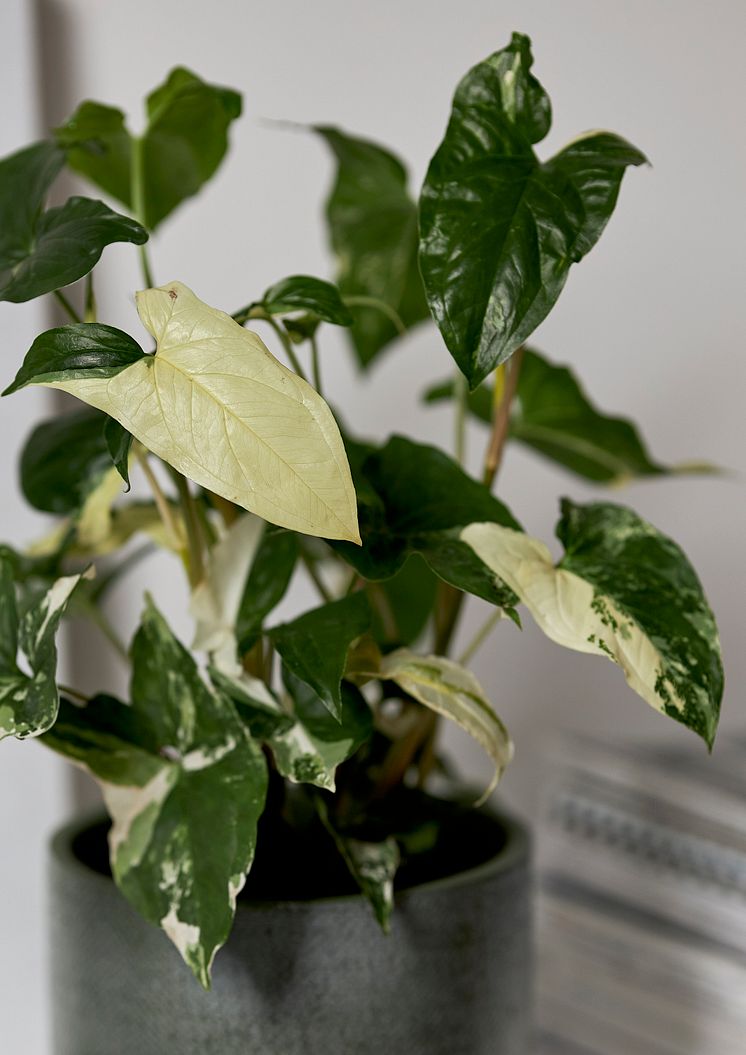 Syngonium Podophyllum Albo Variegata