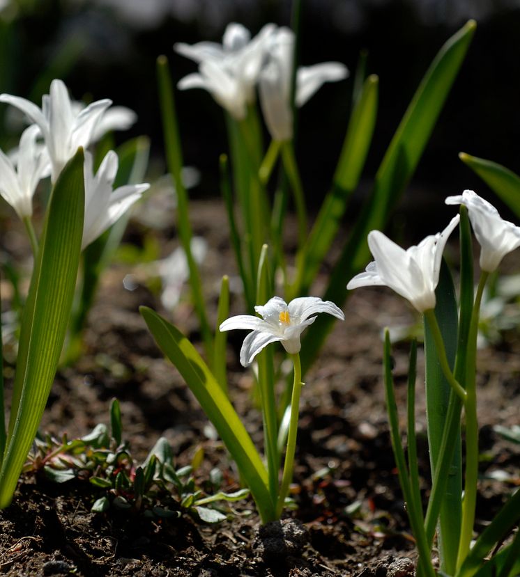 Stor vårstjärna Chionodoxa luciliae 'Alba'