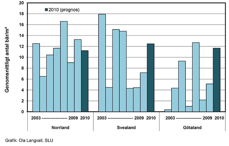 Blåbärsprognos: genomsnittligt antal bär per kvadratmeter