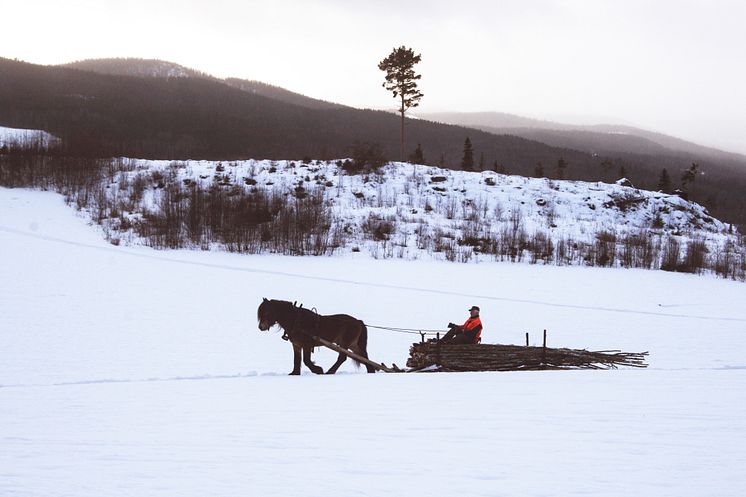 Vinnare - Sveriges bästa trädbild 2016