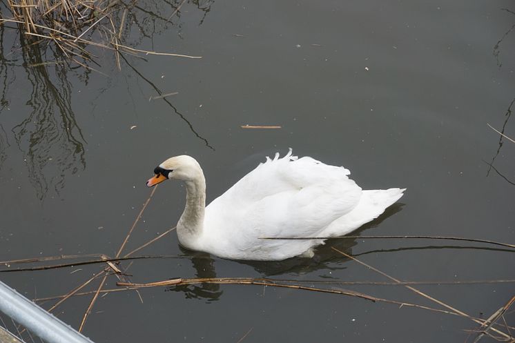 Naturreservat ved Fords fabrik i Dagenham 