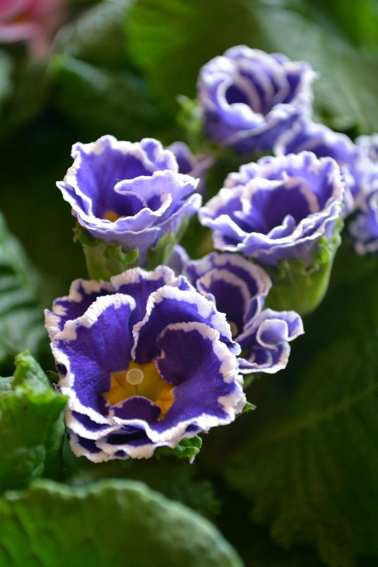 Primula 'Sirococco'