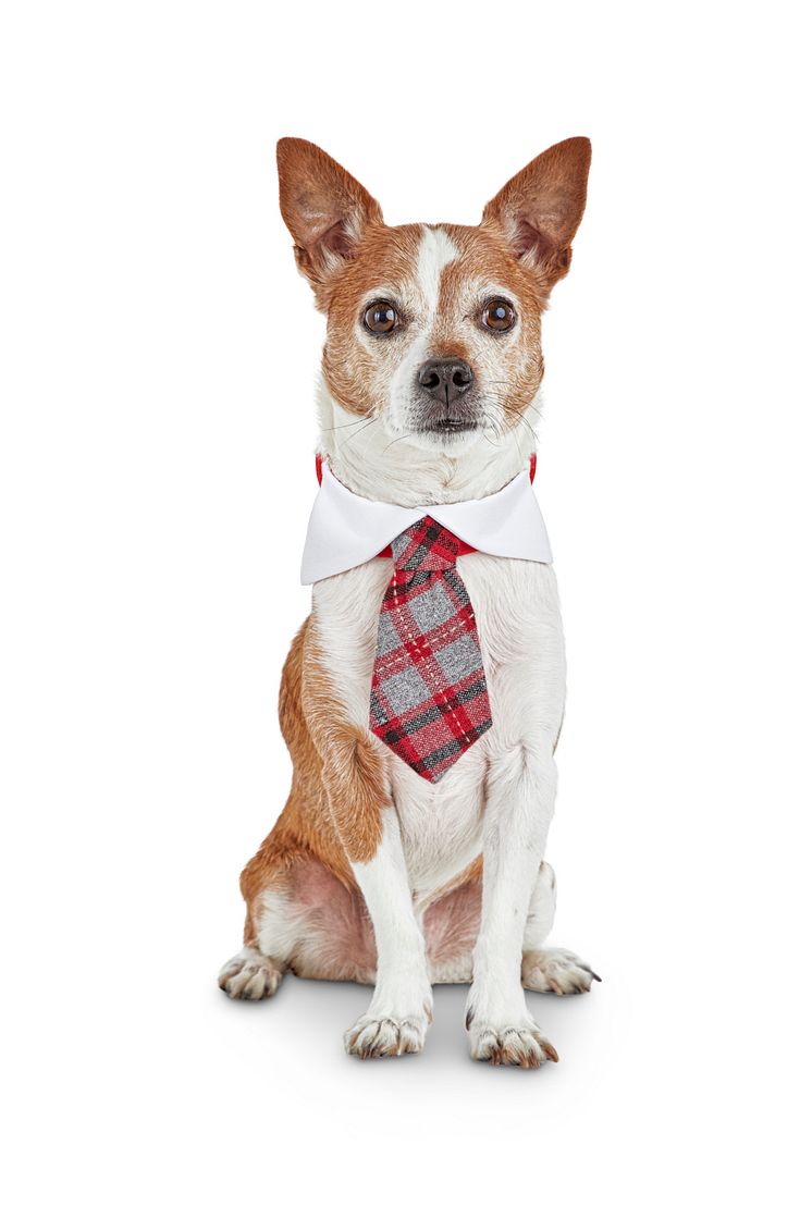 PCO Holiday slips på hund