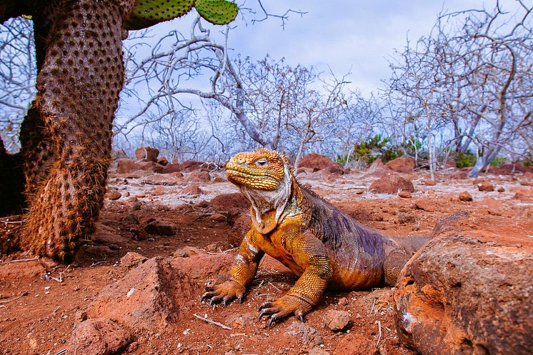 Galapagos-Ecuador-HGR-148066- Photo_Getty_Images