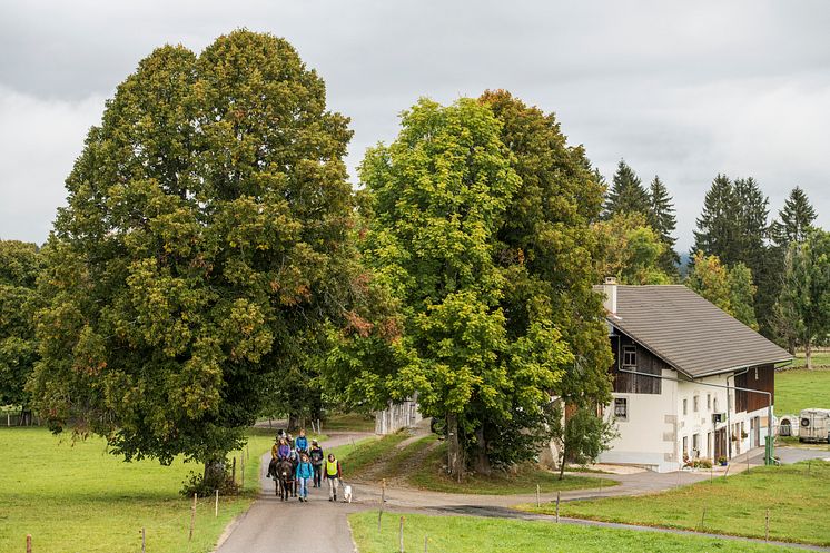 MaultiertrekkingBeiDenKraehenbuehlsImBernerJura(c)SchweizTourismus_MarkusBuehler