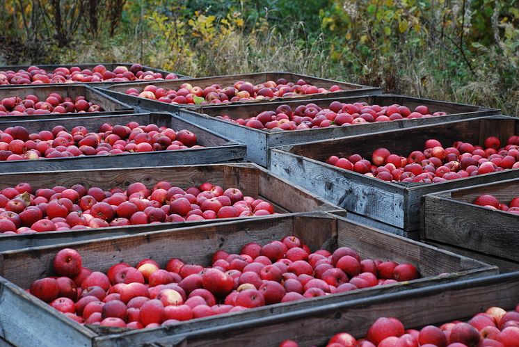 Harvest of apples in September