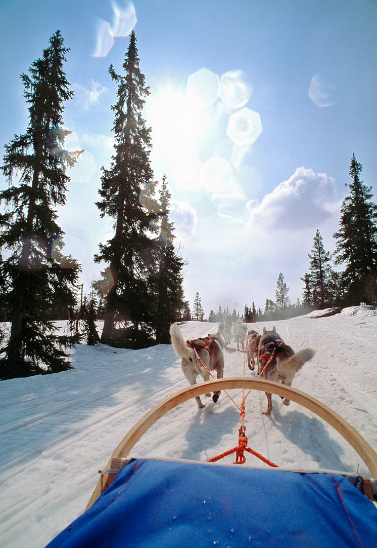 DogSled_Salen_fotoPerEriksson_VisitDalarna