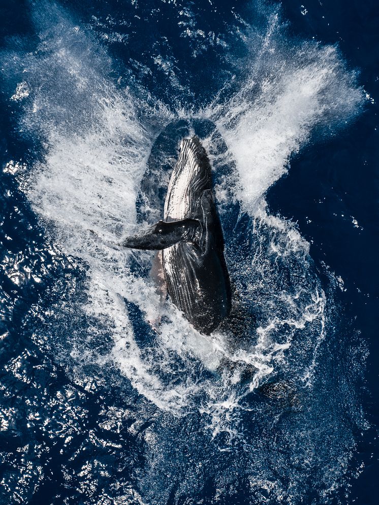 SkyPixel 6th Anniversary Contest-Annual Photo Award-Humpback Breach