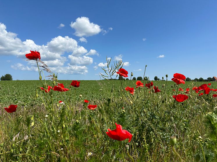 Landskab, valmuemark, Lolland