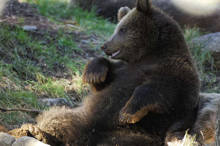 Björn Järvzoo