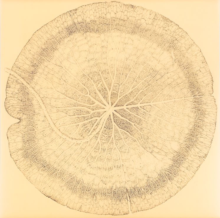 Roland Persson – Nymphaeaceae
