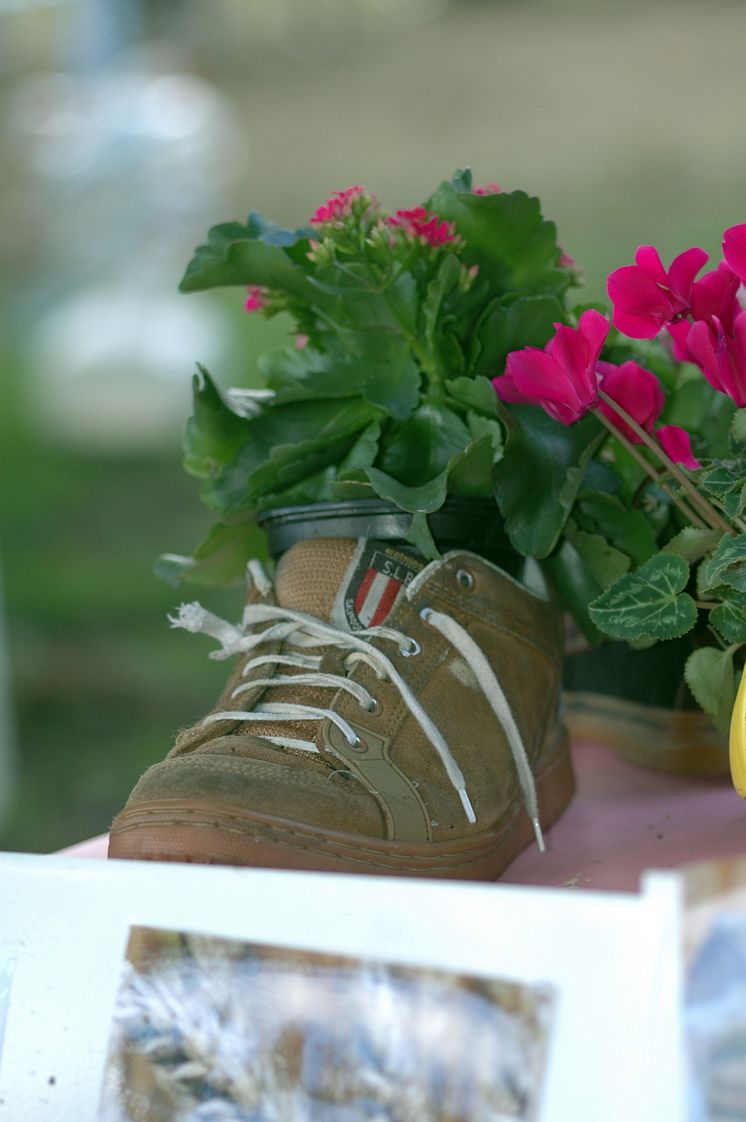 Kalanchoe planterad i uttjänt sko