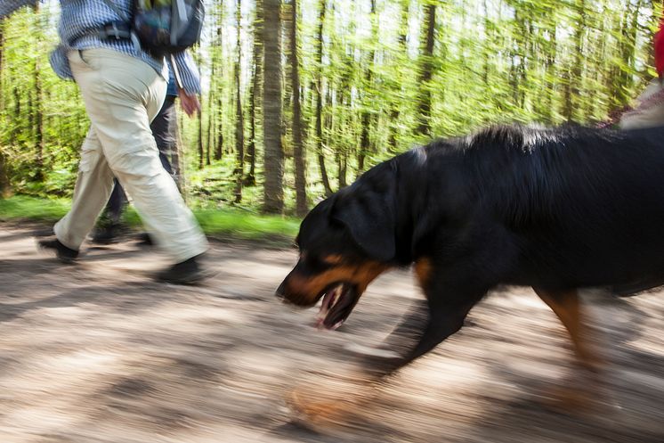 Vandra på Hovdala Vandringscentrum