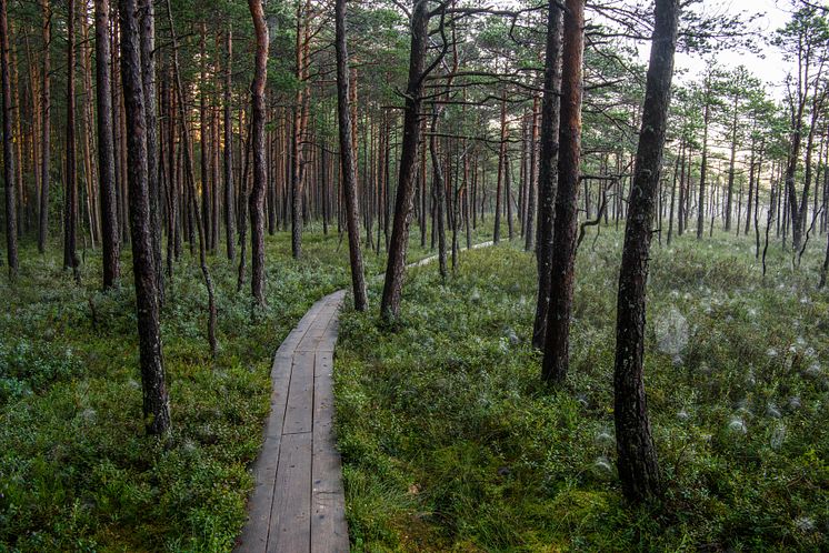 Soomaa National park skog